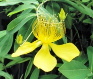黄色の可憐な花